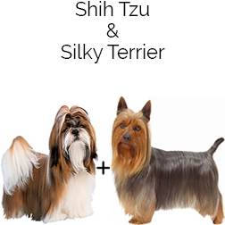 Silky Tzu Dog
